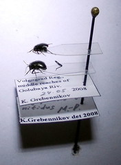Euryopicoris nitidus