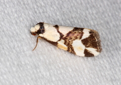 Thallarcha staurocola