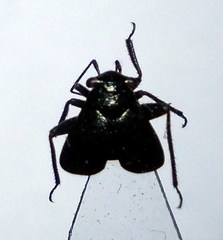 Euryopicoris nitidus