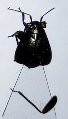 Euryopicoris nitidus