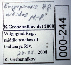 Euryopicoris nitidus