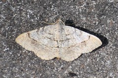 Frederickia flaviterminata