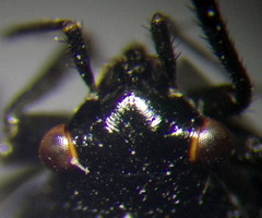 Euryopicoris nitidus