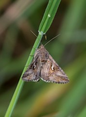 Autographa gamma
