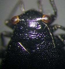 Euryopicoris nitidus