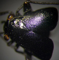 Euryopicoris nitidus