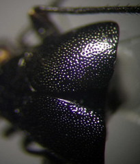 Euryopicoris nitidus