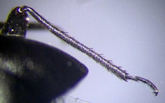 Euryopicoris nitidus