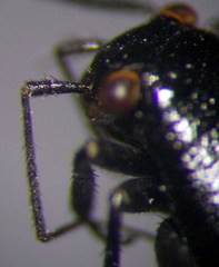 Euryopicoris nitidus