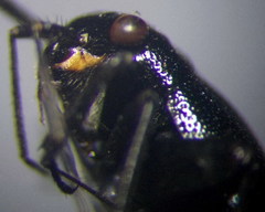 Euryopicoris nitidus