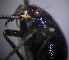 Euryopicoris nitidus