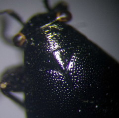 Euryopicoris nitidus