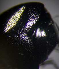 Euryopicoris nitidus