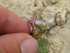 Phacelia pulchella