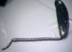 Euryopicoris nitidus