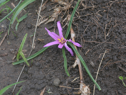 Colchicum schimperianum