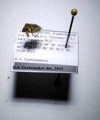 Eysarcoris ventralis