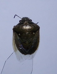 Eysarcoris ventralis