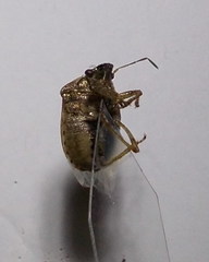 Eysarcoris ventralis
