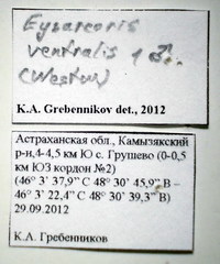 Eysarcoris ventralis