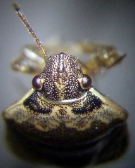 Eysarcoris ventralis