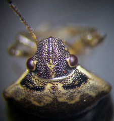 Eysarcoris ventralis