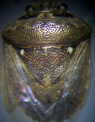 Eysarcoris ventralis