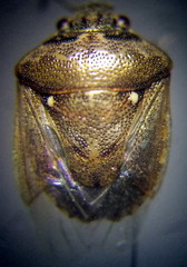 Eysarcoris ventralis