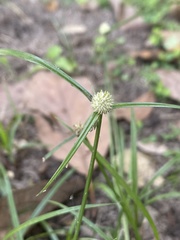 Cyperus mindorensis