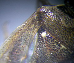 Eysarcoris ventralis