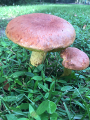 Pulchroboletus rubricitrinus image