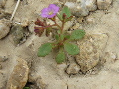 Phacelia pulchella