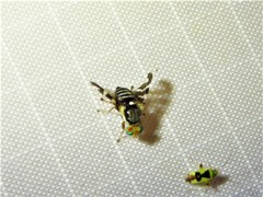 Rhagoletis juniperina