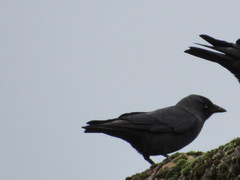 Corvus monedula