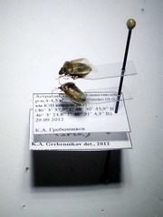 Eysarcoris ventralis