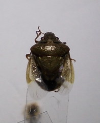 Eysarcoris ventralis