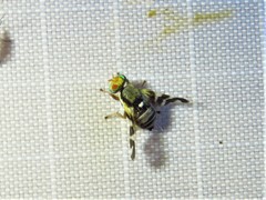 Rhagoletis juniperina