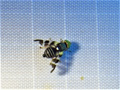 Rhagoletis juniperina