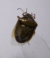 Eysarcoris ventralis