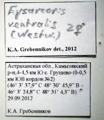 Eysarcoris ventralis