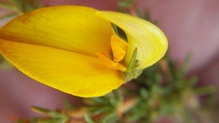 Aspalathus rycroftii