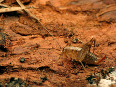 Pristoceuthophilus arizonae