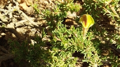 Aspalathus rycroftii