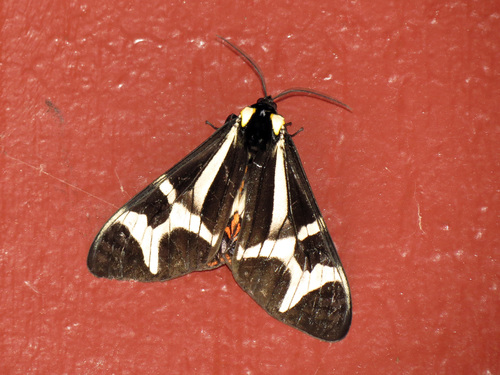 Northern Giant Flag Moth photo 4