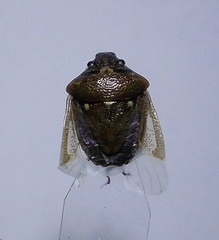 Eysarcoris ventralis