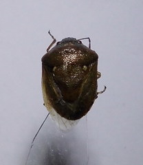 Eysarcoris ventralis