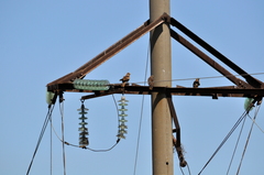 Milvus migrans