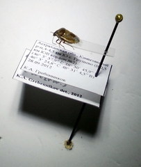 Eysarcoris ventralis