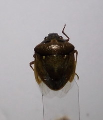 Eysarcoris ventralis