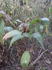 Canna × generalis